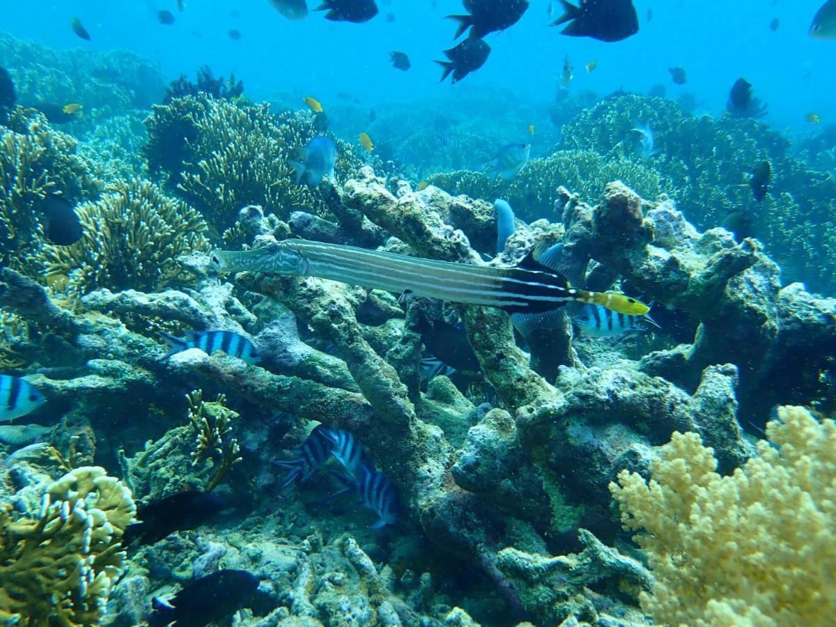 The High Dive Gili Gede By Ultimate Resorts Екстер'єр фото